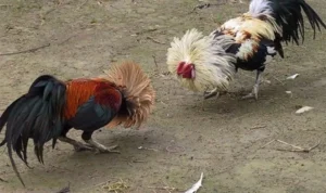 Đá Gà Sabong Tại 88Goals