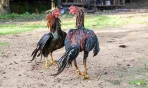 Đá Gà WS168 Tại 88Goals