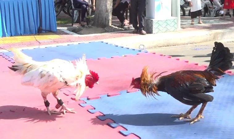 Tuyệt Chiêu Chơi Đá Gà GA28 Tại 88Goals Hốt Bạc Tỷ Mỗi Ngày 1 Đá Gà GA28 Tại 88Goals